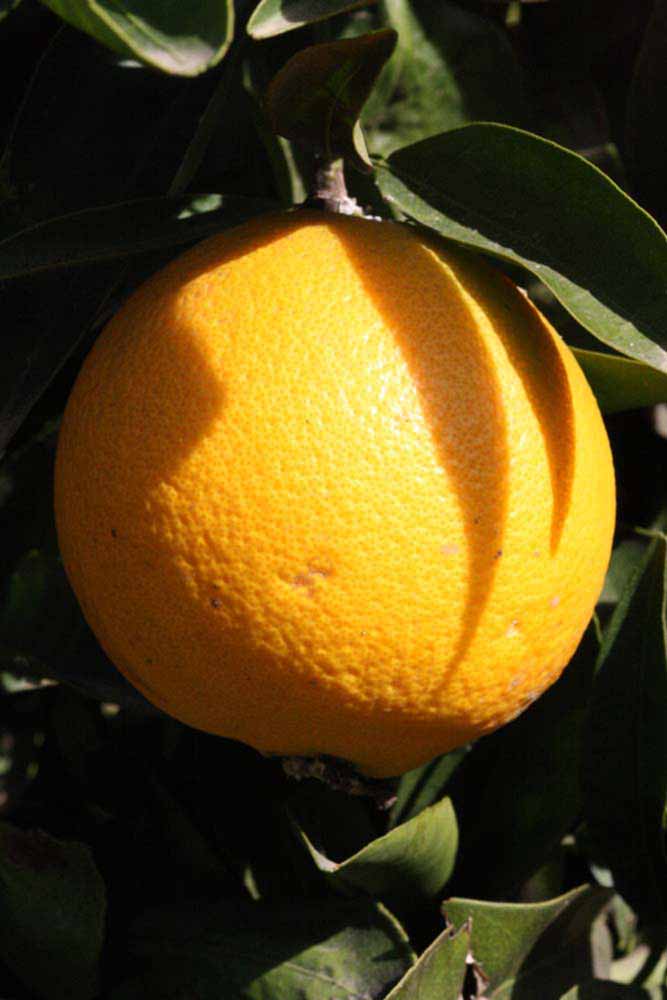              Fruit (Riverside, CA)       